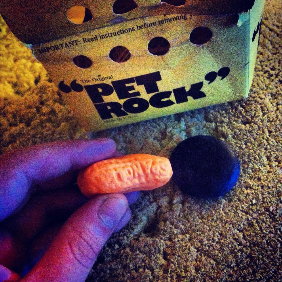 How to care for your pet rock B+C Guides