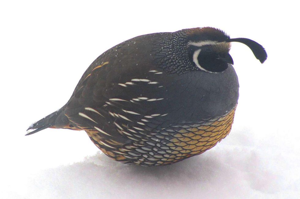 California Quail\u200b