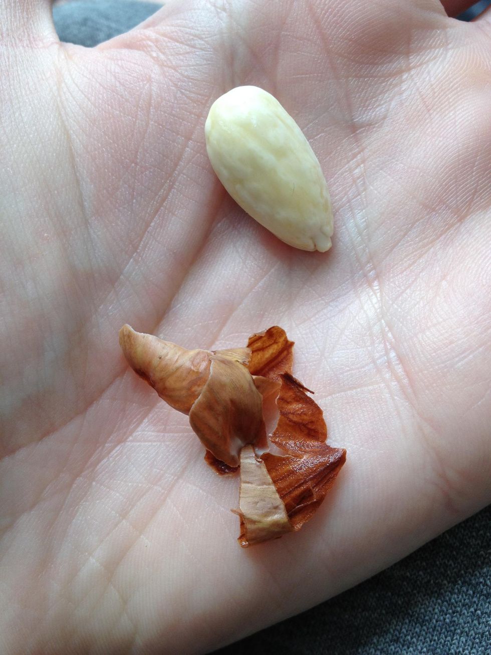 How to take the skin off almonds B+C Guides