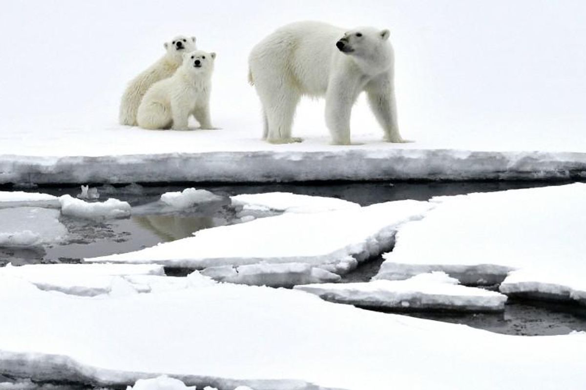 Court rejects Trump-approved Arctic drilling project in victory for polar bears and climate