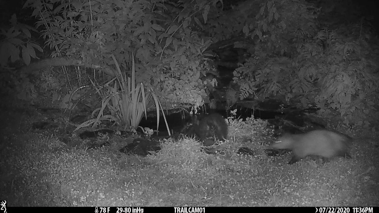 Possum sneaks up on skunk, pushes him into pond in hilarious trail cam video