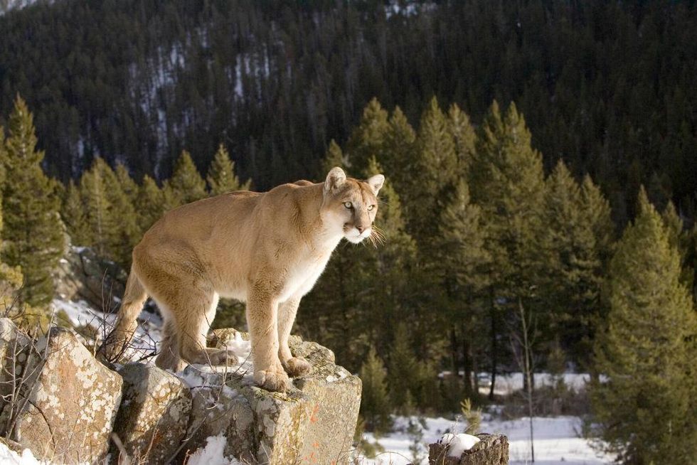 Mountain lion resists arrest, leading police on chase through neighborhood backyards