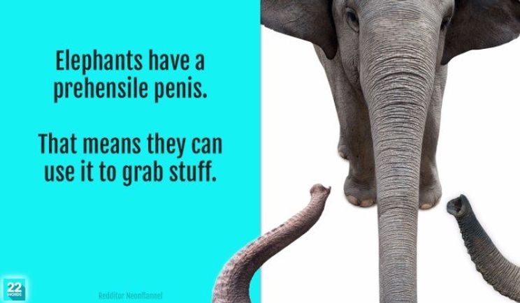 43 Dirty Facts You Re Dying To Know But Are Too Afraid To Ask 22 Words