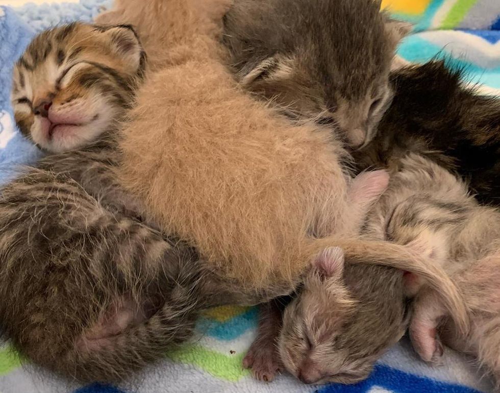 Kitten Half the Size of His Litter Mates, Turns the Corner and