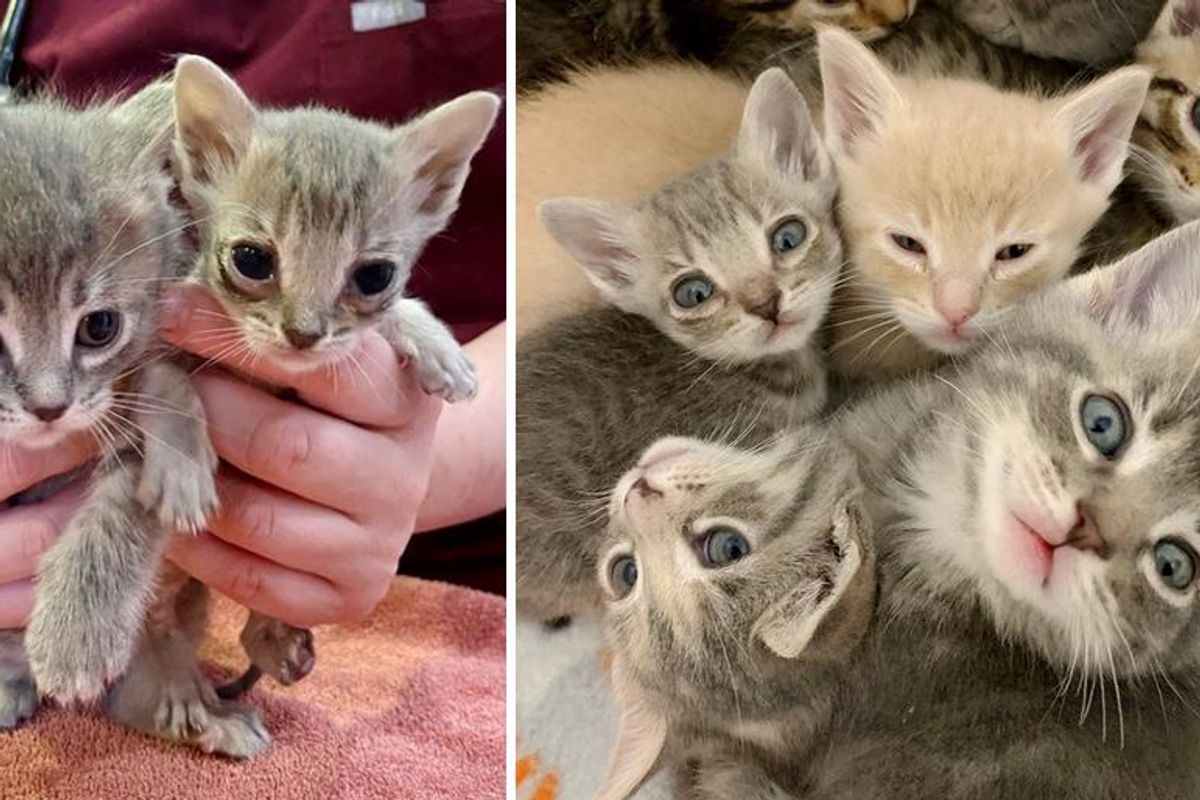 Kitten Half the Size of His Litter Mates, Turns the Corner and Determined to Thrive