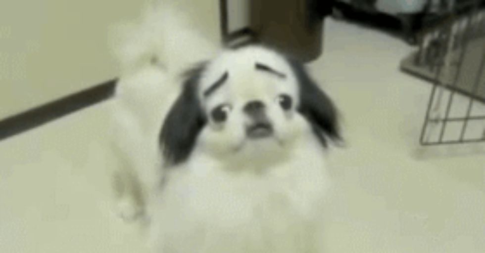 These Are The Best Dog Gifs On The Internet Period 22 Words These Are The Best Dog Gifs On The Internet Period 22 Words