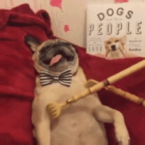 These Are The Best Dog Gifs On The Internet Period 22 Words These Are The Best Dog Gifs On The Internet Period 22 Words