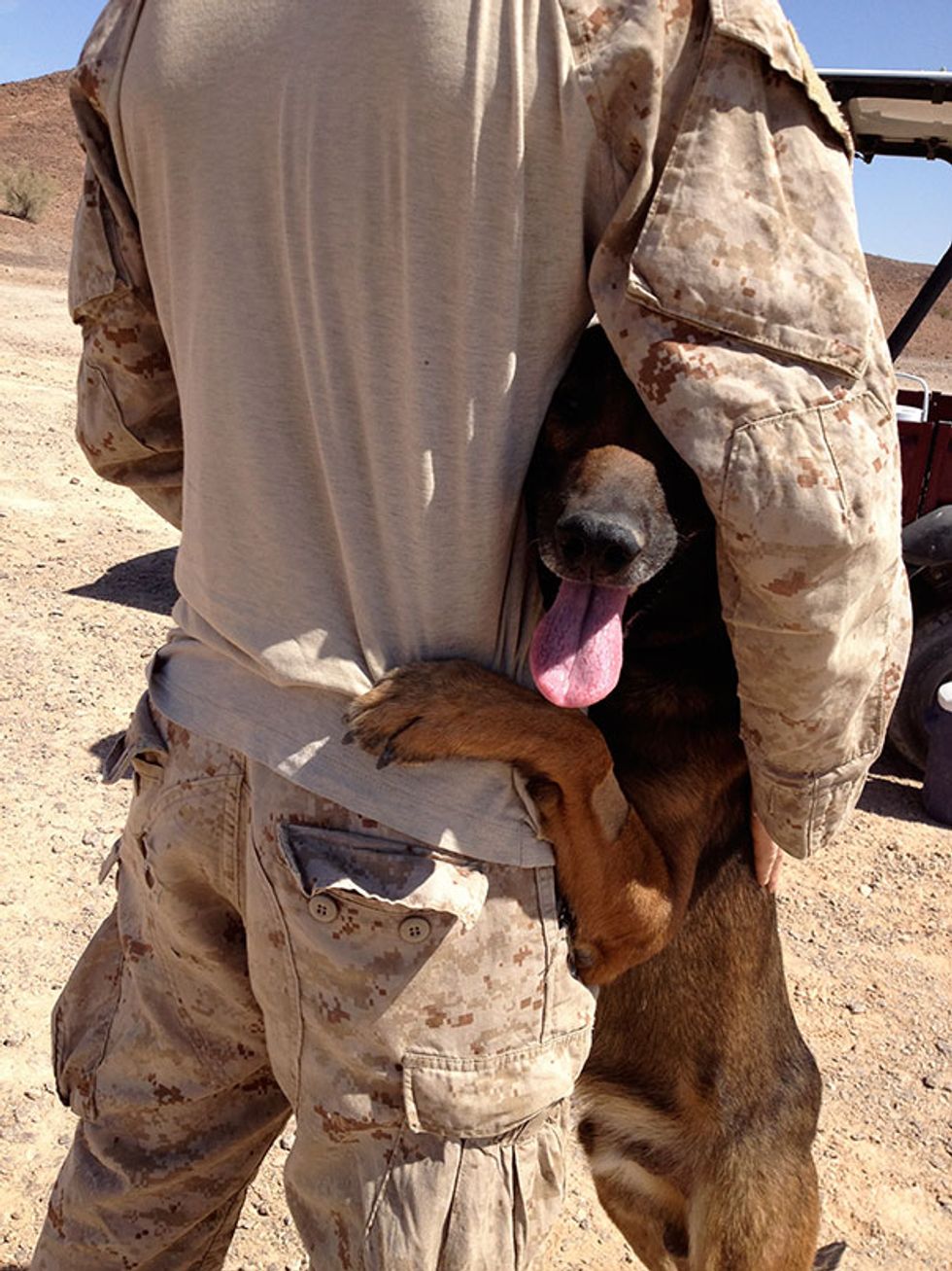 20 Photos of Military Service Dogs That Perfectly Capture Their Loyalty