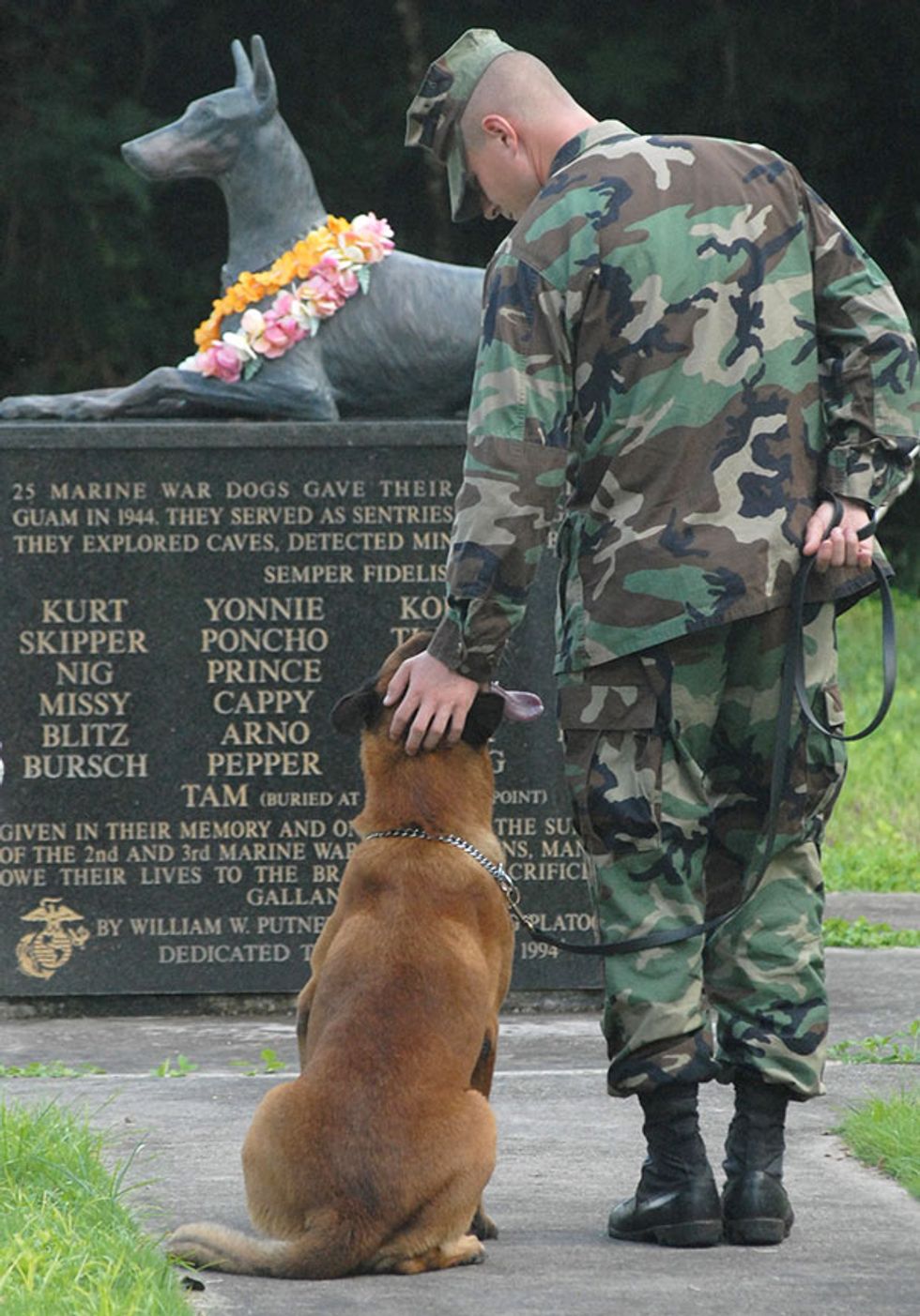 20 Photos of Military Service Dogs That Perfectly Capture Their Loyalty and Bravery 22 Words