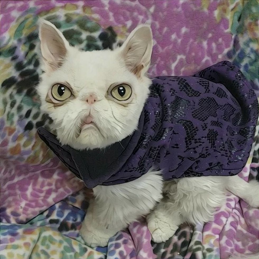 Cat Covered In Matted Fur Looks UNRECOGNIZABLE After Being Rescued 22