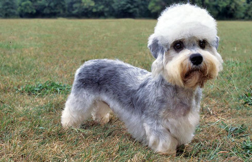 You Need To See These Obscure Ridiculous-Looking Dog Breeds Right Now ...