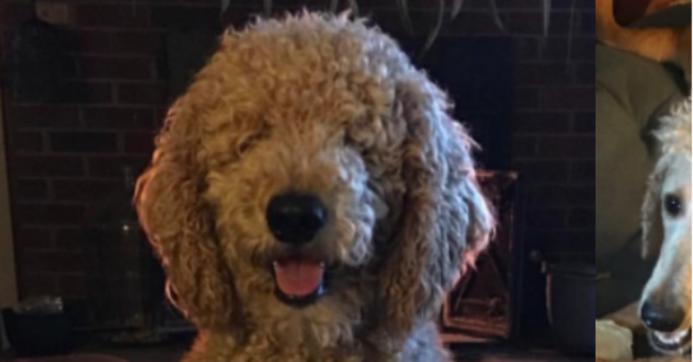 Mom RUINS Dog With Terrible Haircut, and the Internet Can’t Get Enough