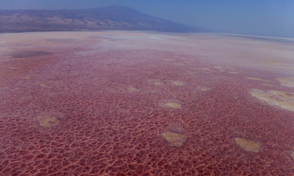 This Deadly Lake in Africa Turns Animals to Calcified StoneLike