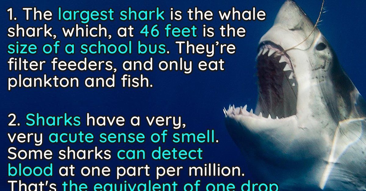 10 Jaw Dropping Facts About Sharks 22 Words   Img 