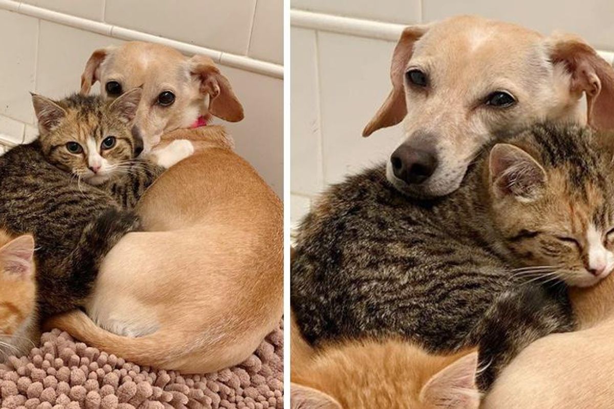 Dog Takes Shy Kittens Under Her Wing and Shows Them Courage After They were Found in Backyard