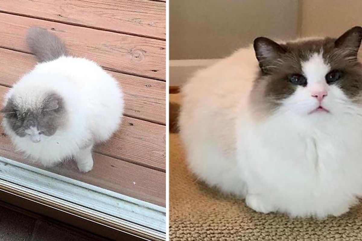 Cat Showed Up Outside Neighbor's Door After Being Left Behind, and Found His Way to Family of His Dreams