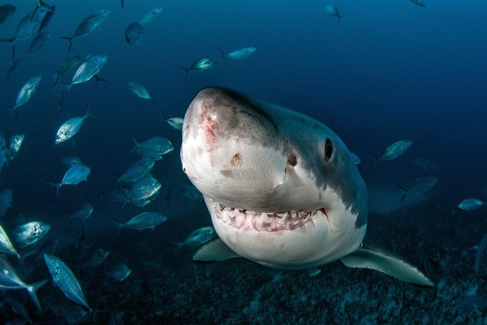 Why You'll Never See Great White Sharks in an Aquarium - Img