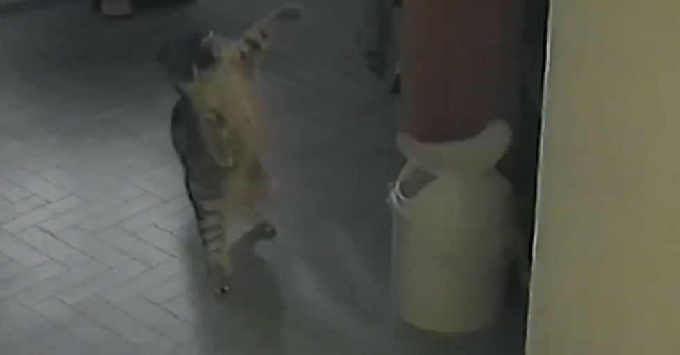 Cat Is Shocked Onto Two Feet By The Spinning Garbage Can Lid Loves It