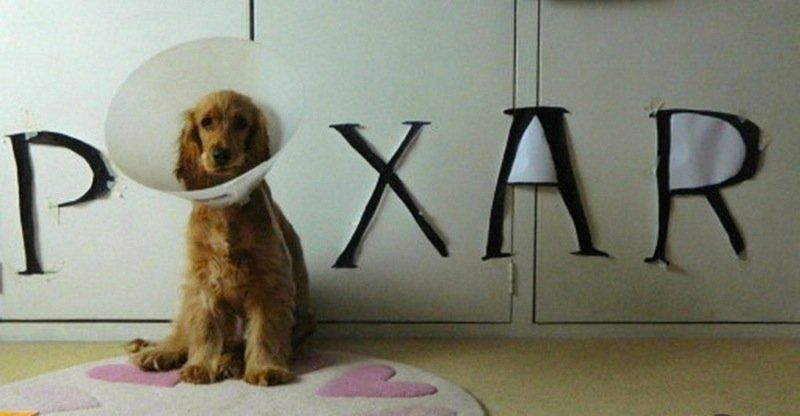 decorating dog cone of shame