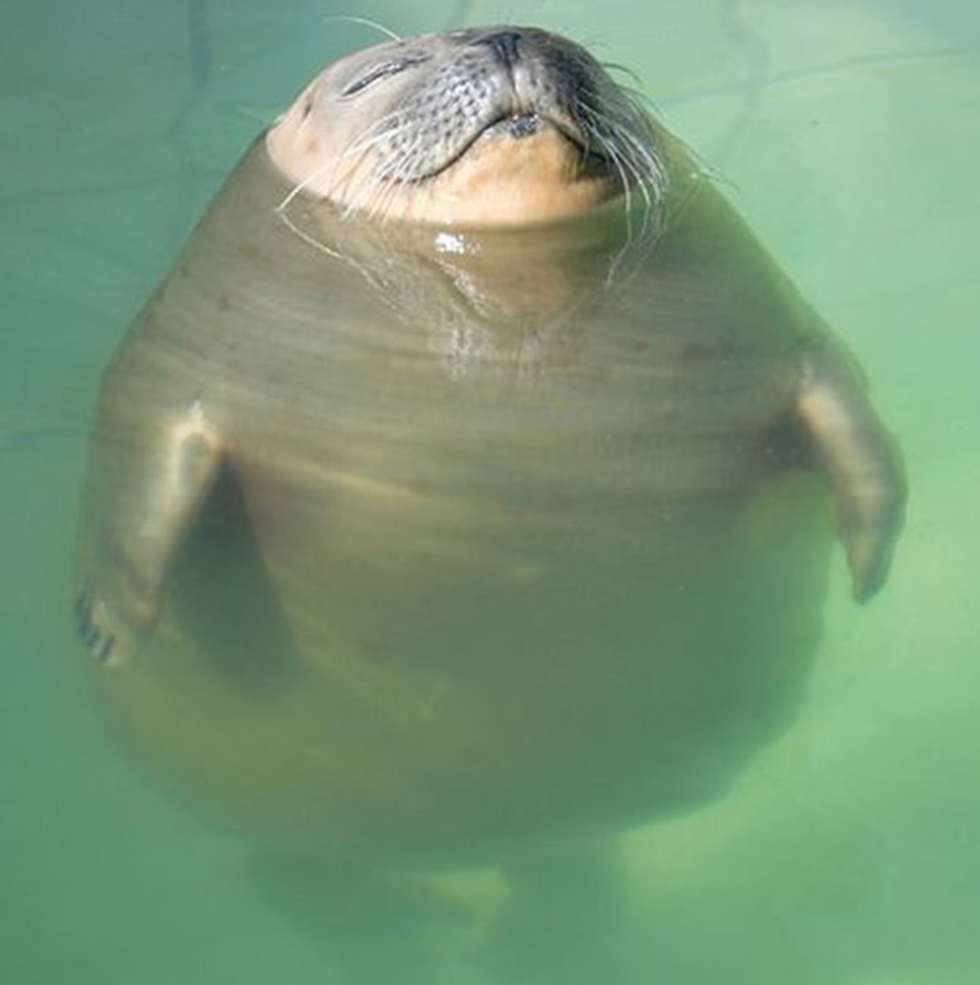 chonky the seal