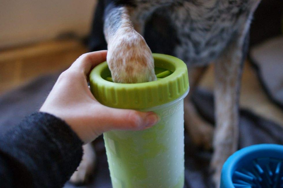 A dog dips his paw into a portable paw cleaner.