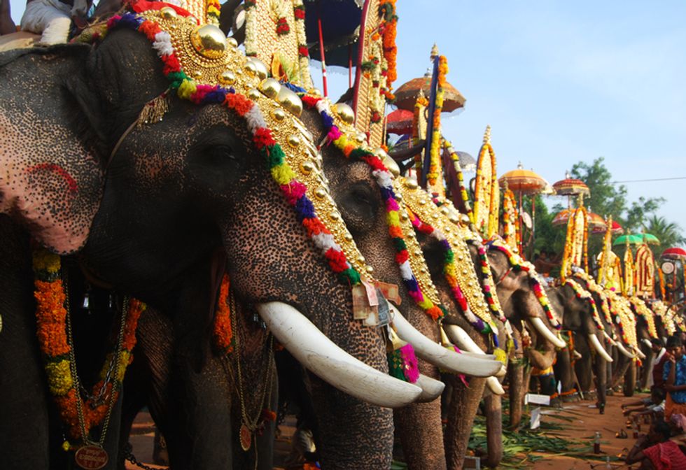 Starved Elephant Forced to Parade the Streets during Festival Has Died ...