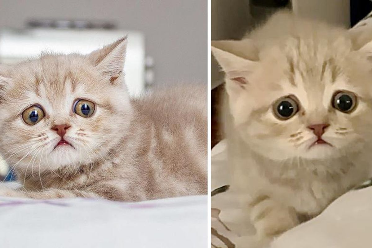 Kitten with Ever-So-Worried Eyes Flew Across Continents to Be with Family of Her Dreams