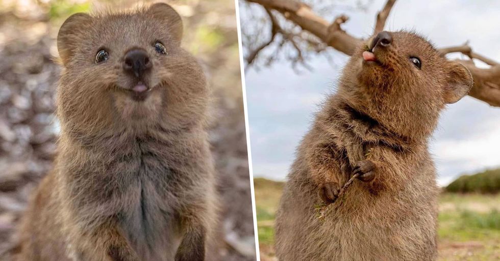 Quokkas Are so Cute We Can’t Believe They’re Actually Real | 22 Words