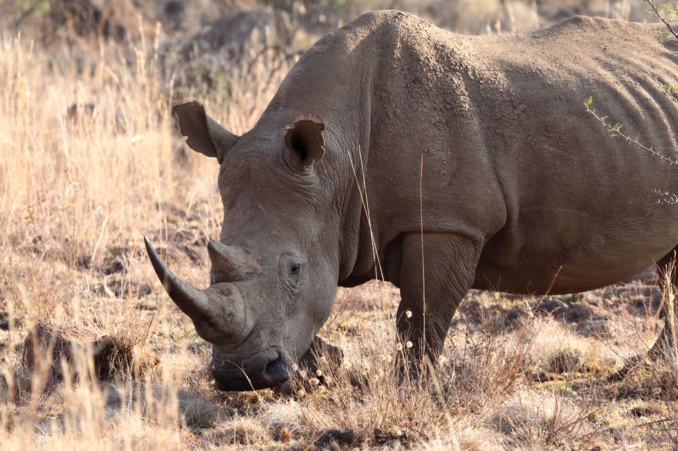 North Carolina Zoo Welcomes Its Fourth Baby White Rhino in 2 Years | 22 ...