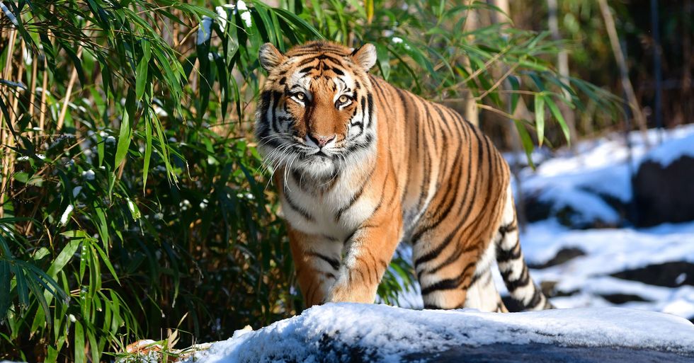 A Tiger at Bronx Zoo Has Tested Positive | 22 Words