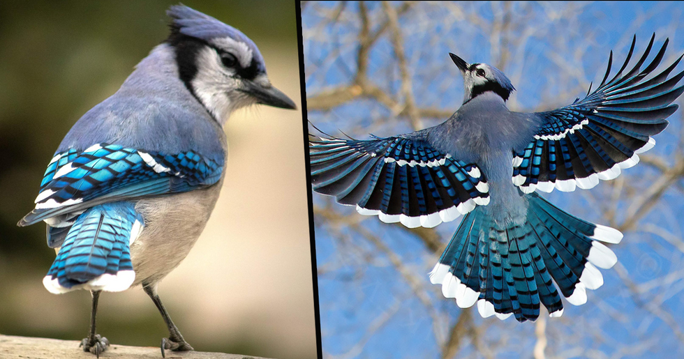 The Stunning Feathers Of The Common Blue Jay Are Anything But Common 22 Words The Stunning Feathers Of The Common Blue Jay Are Anything But Common 22 Words