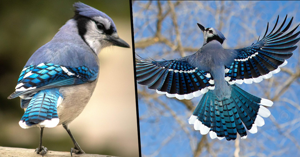 The Stunning Feathers Of The Common Blue Jay Are Anything But Common 22 Words