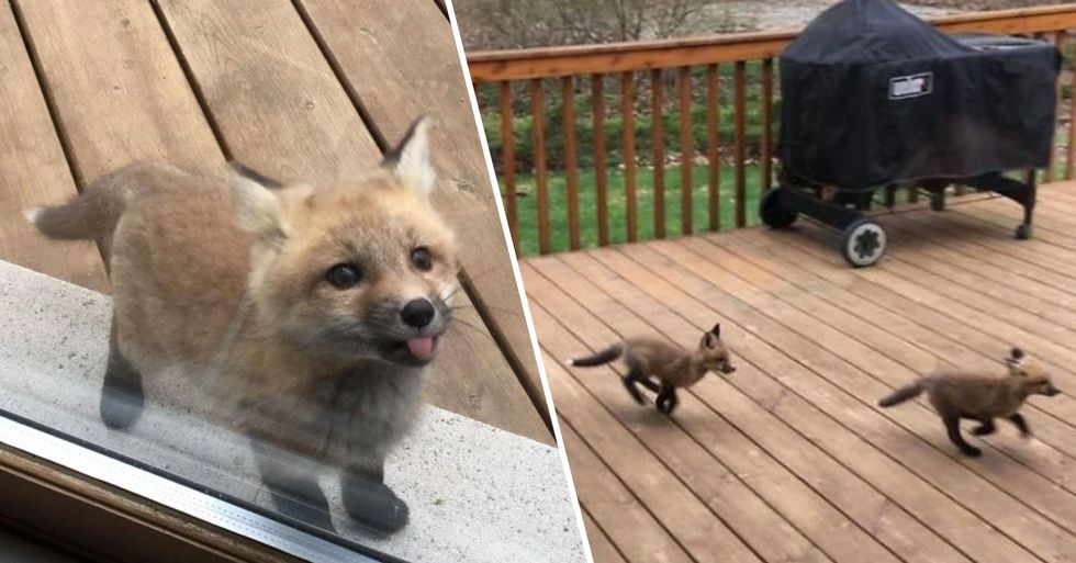 Baby Foxes Show Up At A House And The Pictures Are So Cute 22 Words