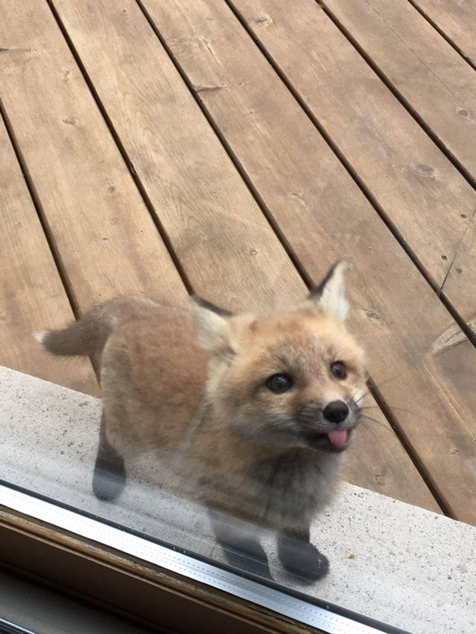 Baby Foxes Show Up At A House And The Pictures Are So Cute 22 Words