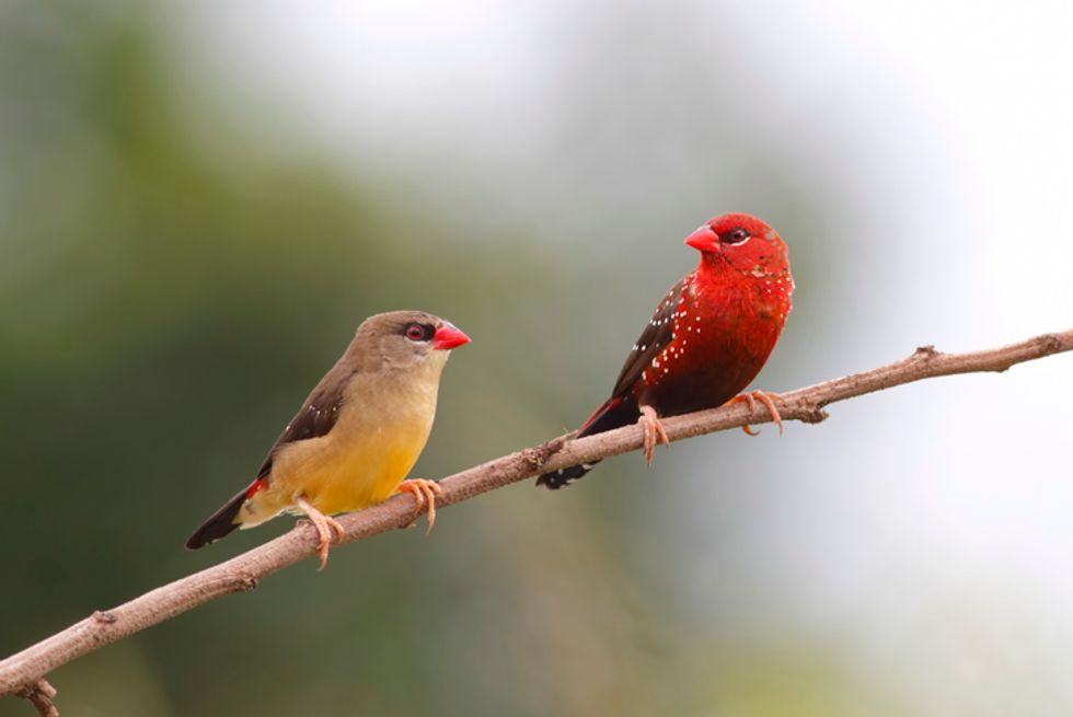 People Are Obsessed With These Beautiful Birds Called Strawberry ...