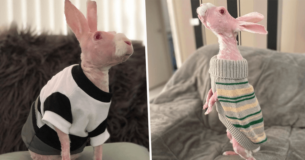Rare Hairless Rabbit Becomes Instagram Famous After Being Saved From Rare Hairless Rabbit Becomes Instagram Famous After Being Saved From
