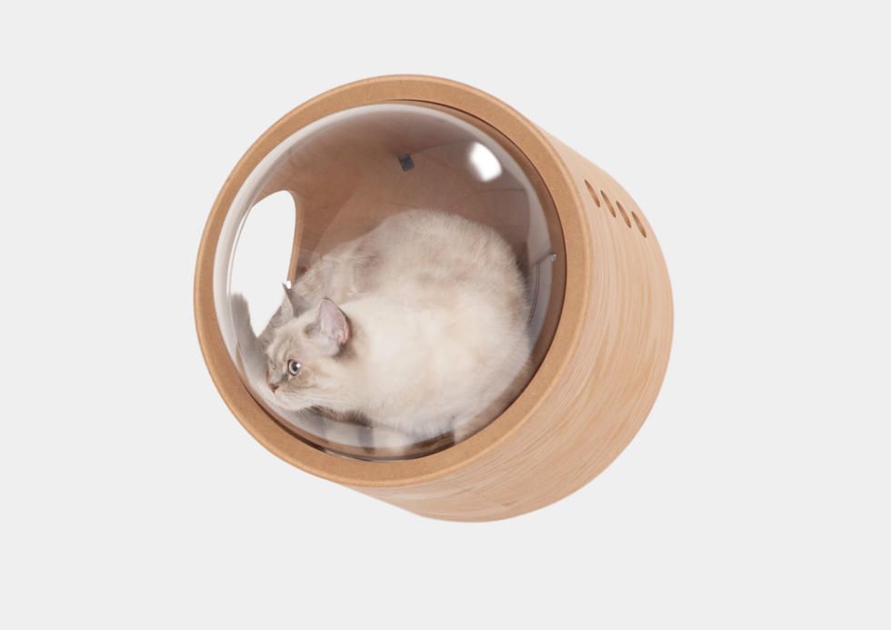 Your Cat Needs This WallMounted Bubble Window Bed 22 Words