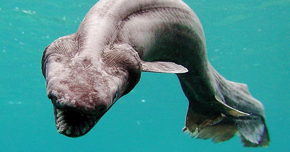 5 Sea Spider 22 Words