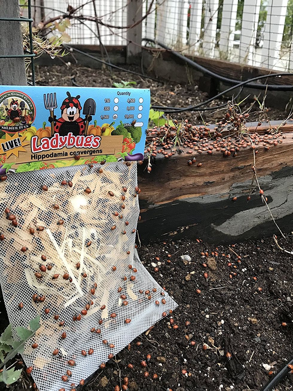 A garden with hundreds of lady bugs.