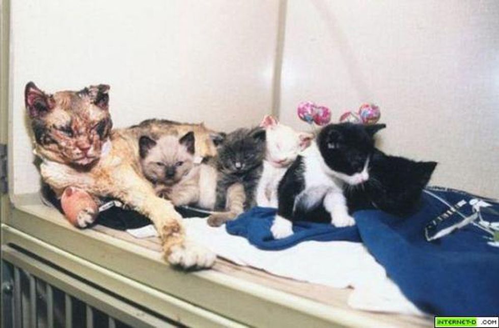 19 Pets Who Saved Their Humans' Lives 22 Words