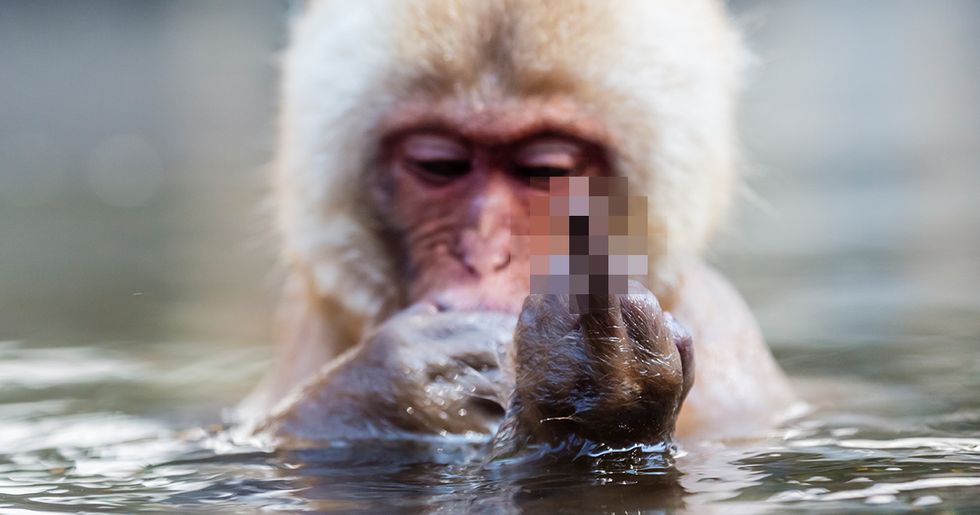 19 Animals Who Were Super Rude to Other Animals | 22 Words