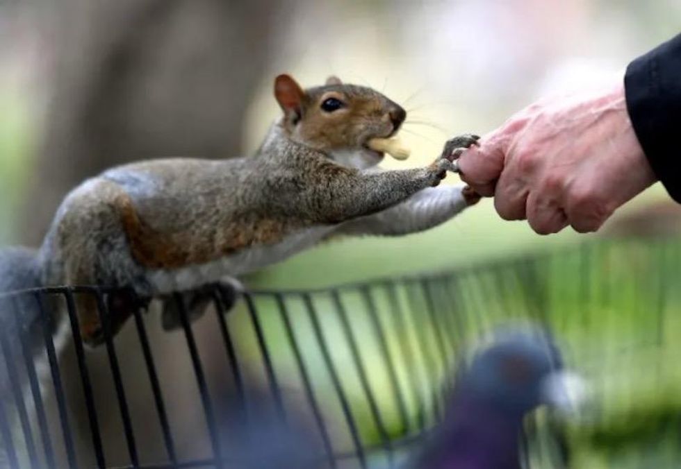 Nuts! Rogue squirrels attacking New Yorkers in Queens