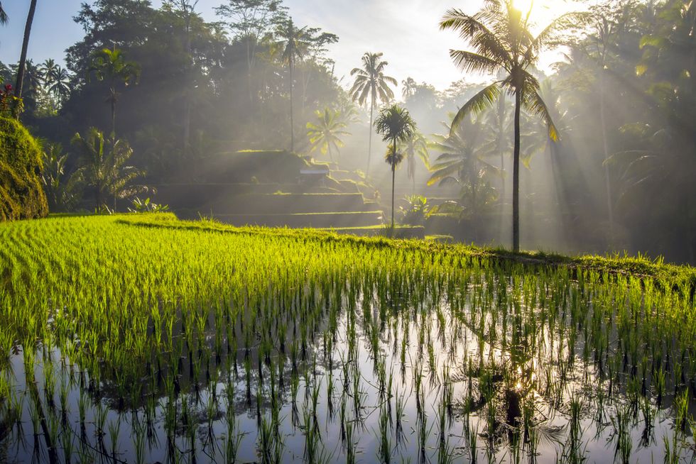 Hotel in Bali Offers 'Puppy Therapy' And It's Only $25 a Night | 22 Words