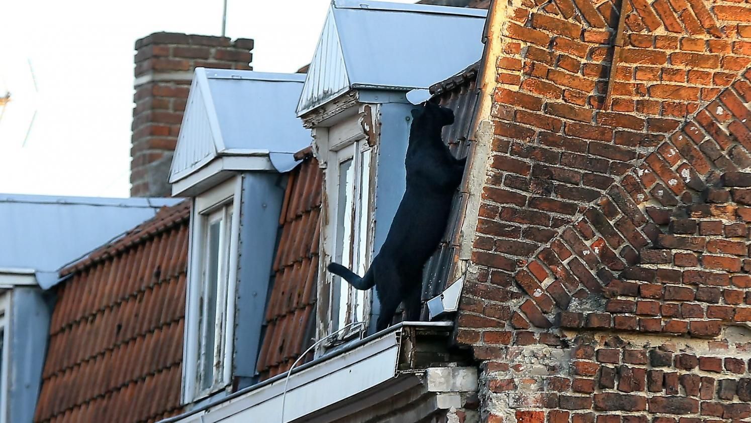 black panther caught prowling french rooftops