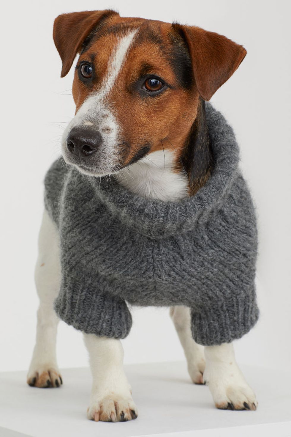 You Can Now Get Adorable Matching Dog and Human Sweaters 22 Words
