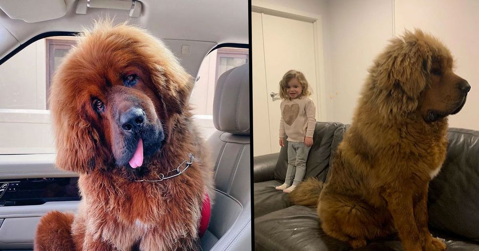 People Are Posting Funny And Cute Photos Of Tibetan Mastiffs And They Are Incredible 22 Words