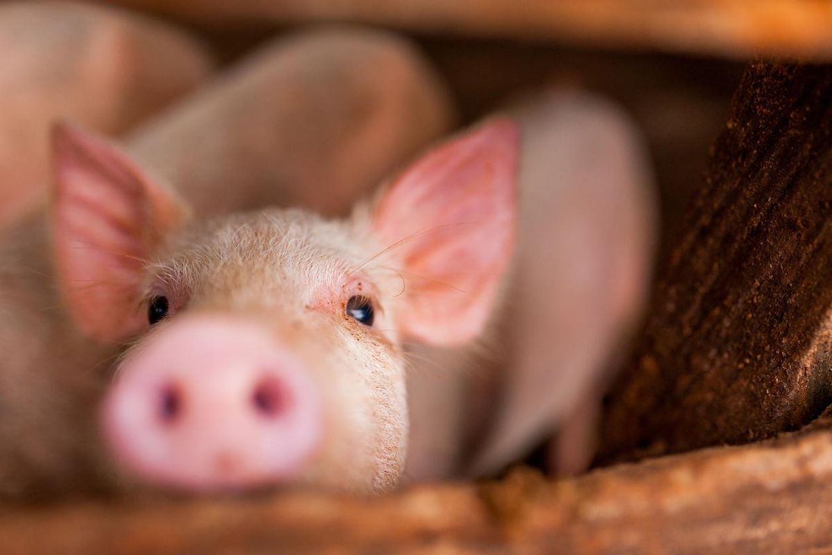 La Cina usa il Covid per fare la guerra alla carne di maiale made in Italy