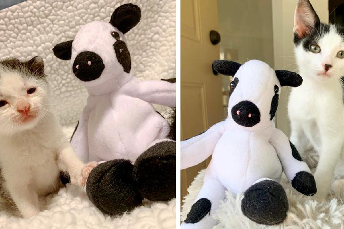 Kitten Found Wonderful Family that Not Only Gave Him a Home But His Trusty Cow Too