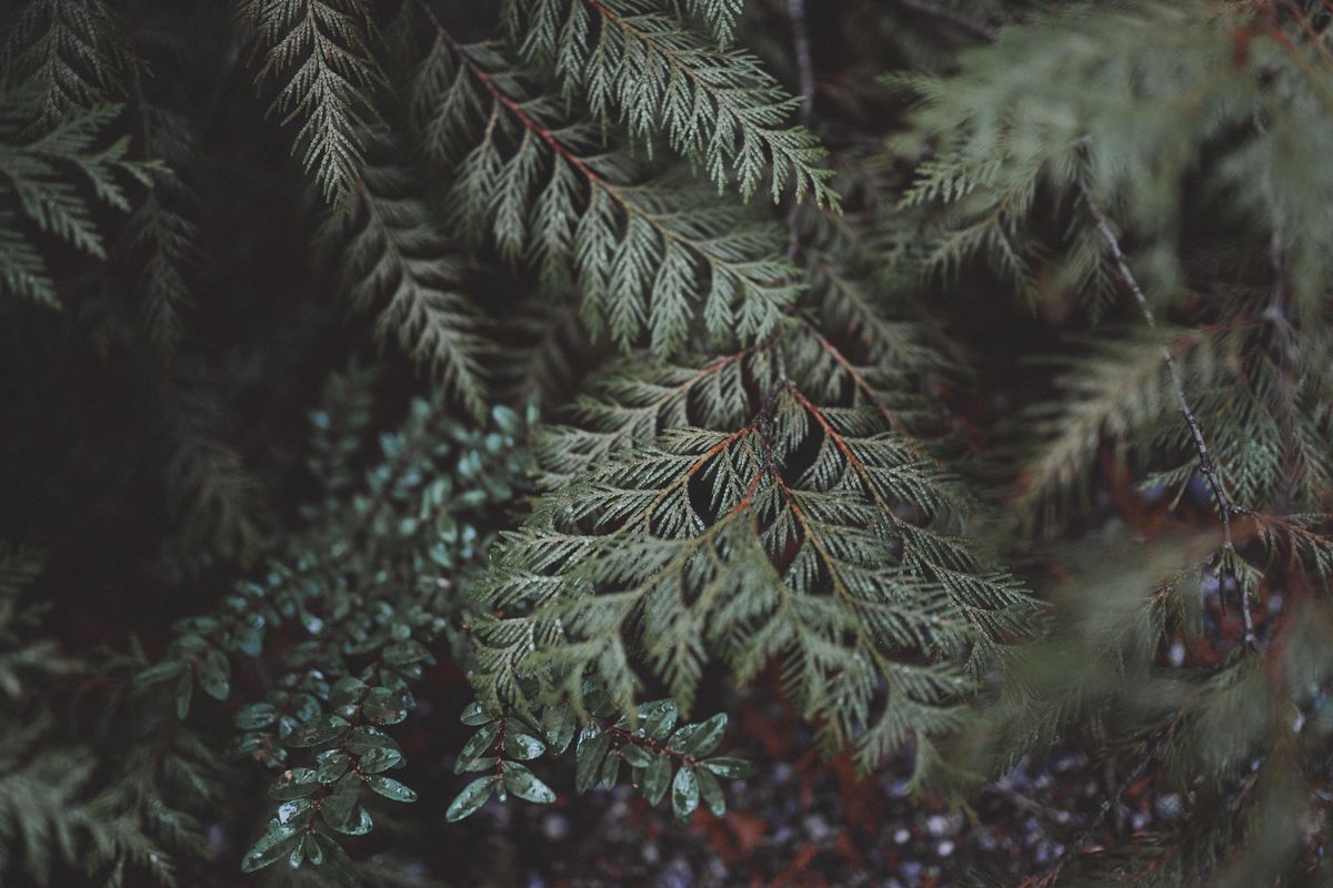 Heavy winds expected to kick up cedar pollen