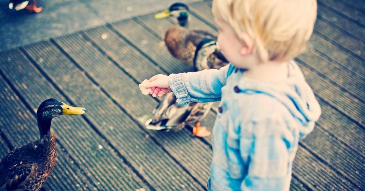 Woman Called Out For Supposedly 'Stealing' Ducks Away From Little Kids Who Were Harassing Them